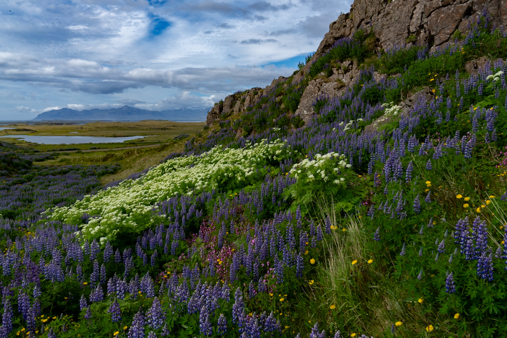 Photography by Chris Allington